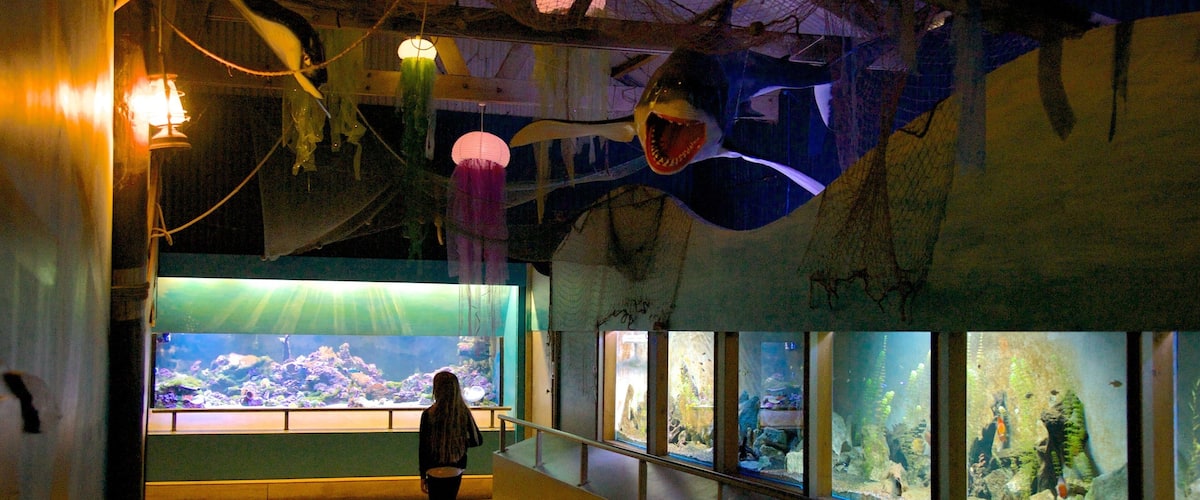 Butterfly Creek featuring interior views and marine life