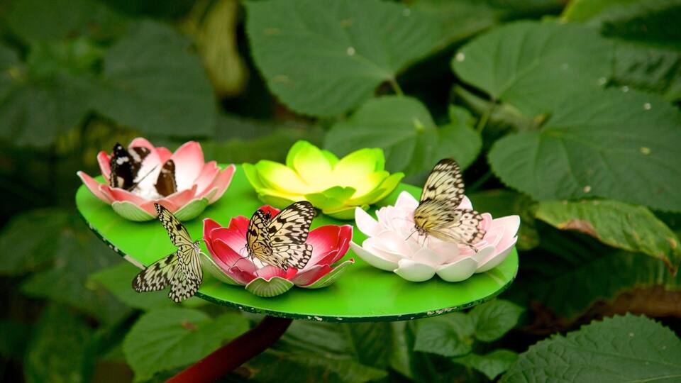 Butterfly Creek featuring zoo animals and animals