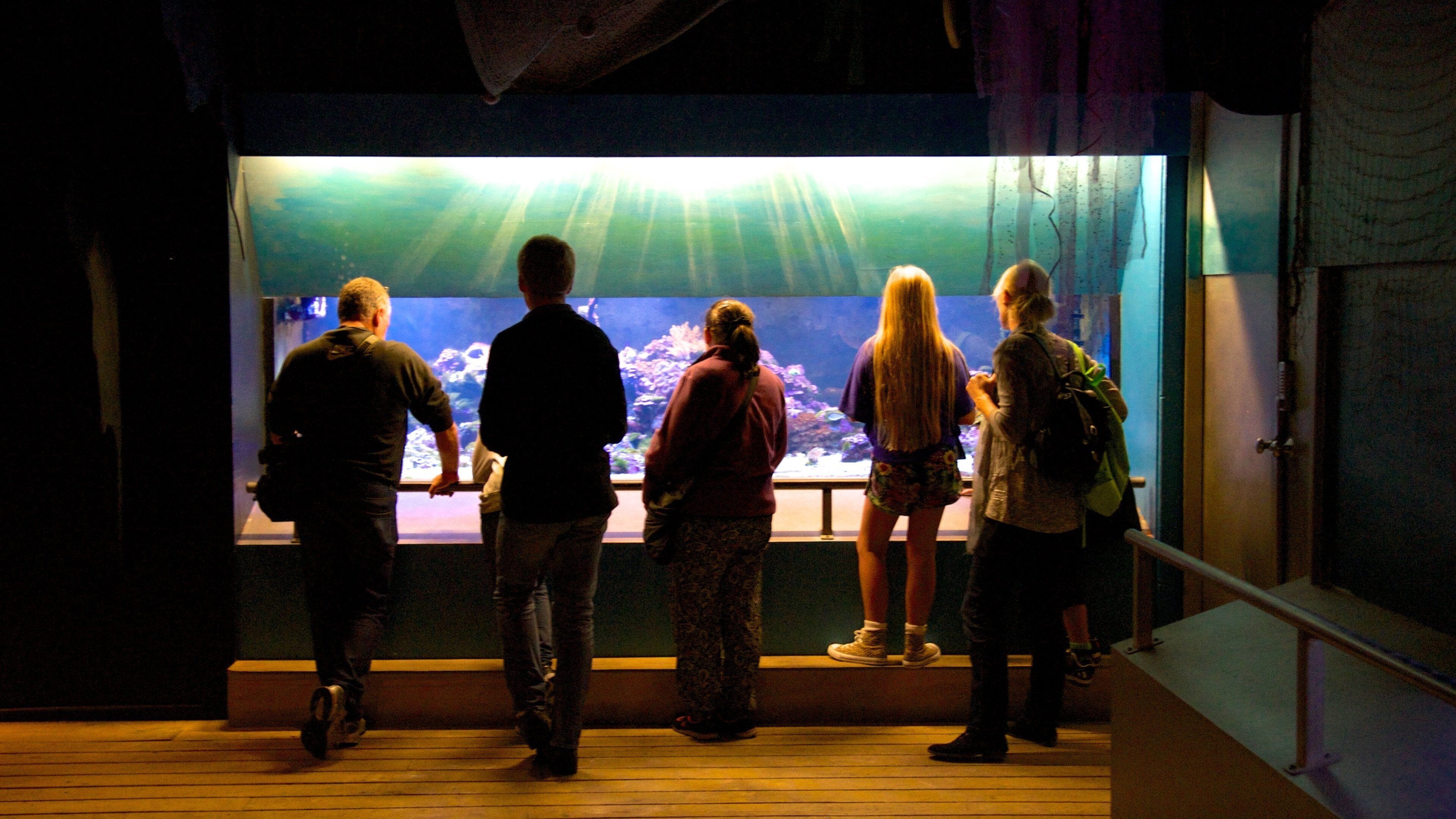 Butterfly Creek which includes marine life and interior views as well as a small group of people