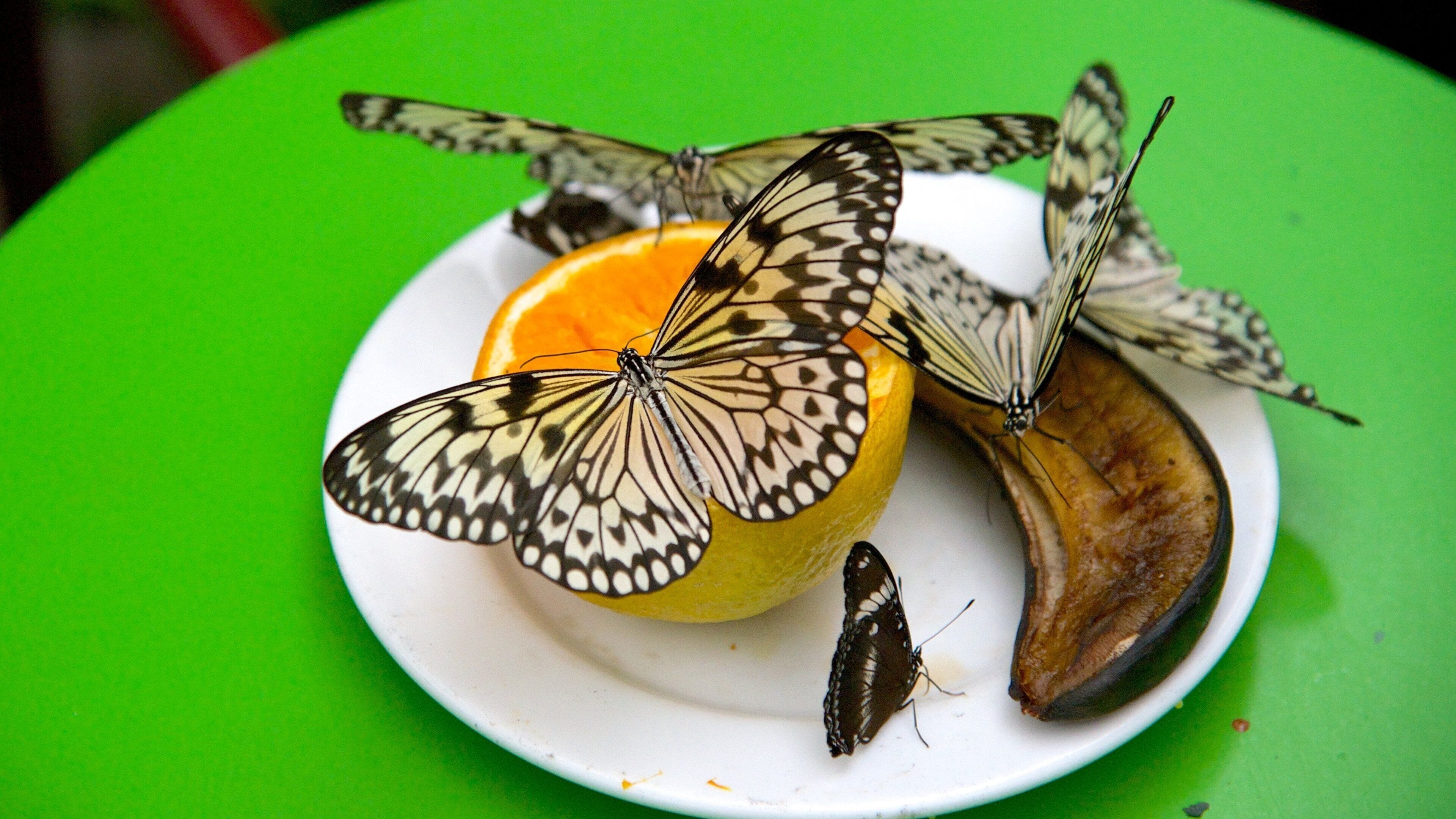 A plate with butterflies and a banana on a green table.