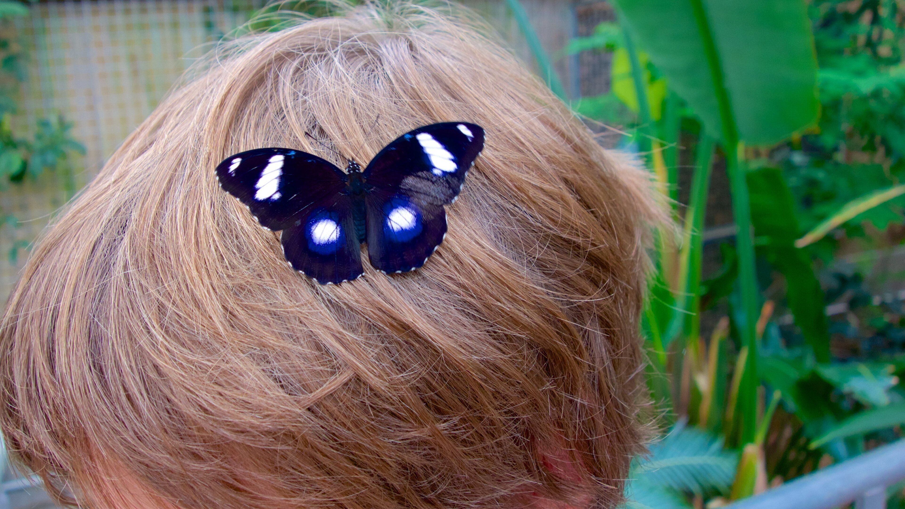 Butterfly Creek featuring animals and zoo animals