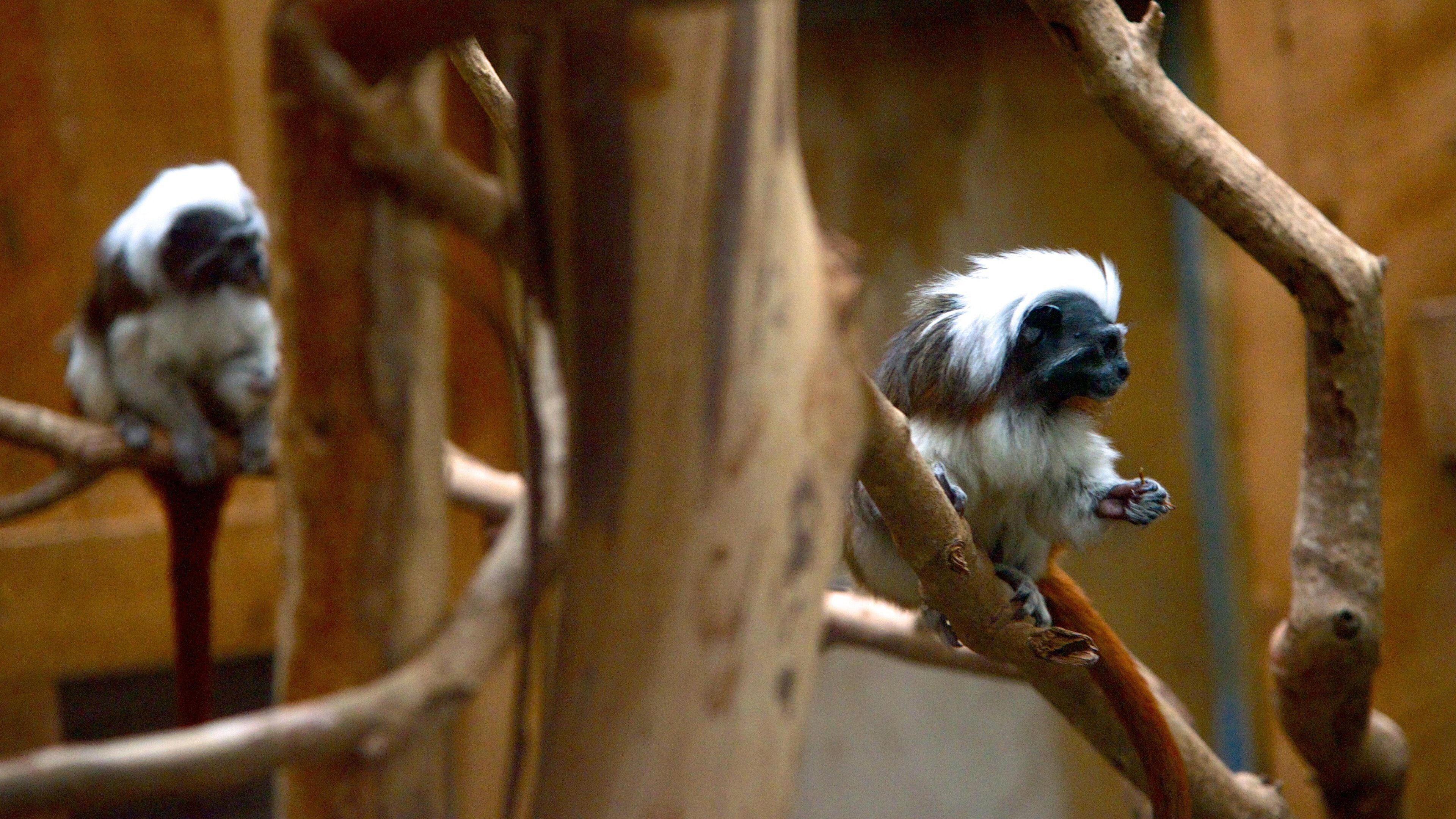 Butterfly Creek joka esittää eläintarhan eläimet ja eläimet
