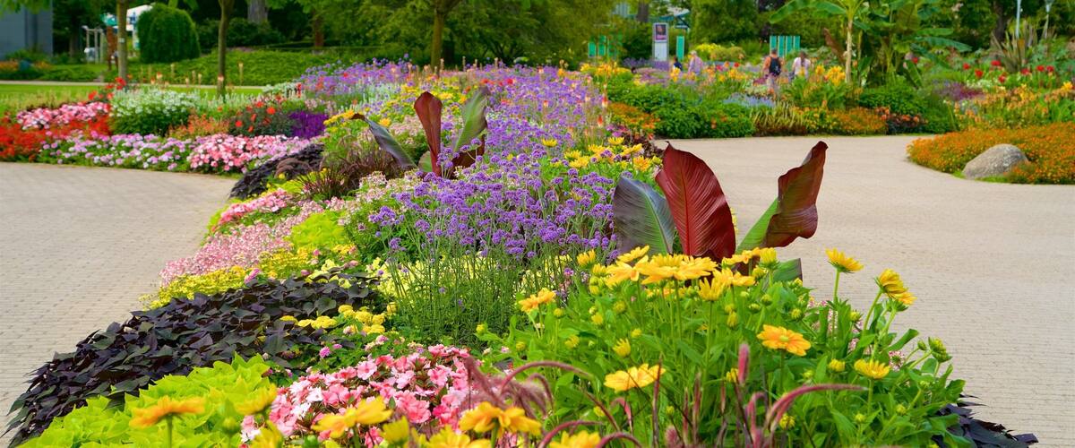 Jardines Luisenpark mostrando un parque y flores silvestres