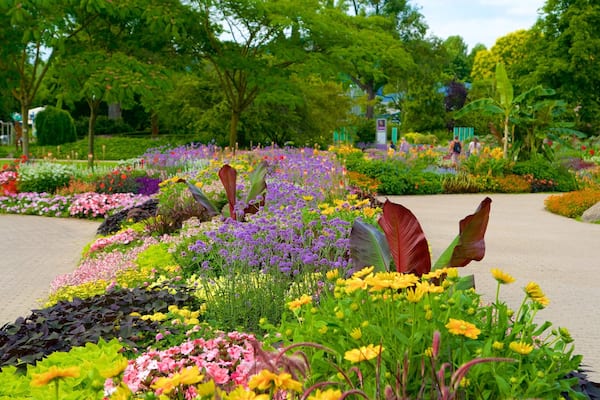 Luisenpark Gardens mettant en vedette fleurs sauvages et parc