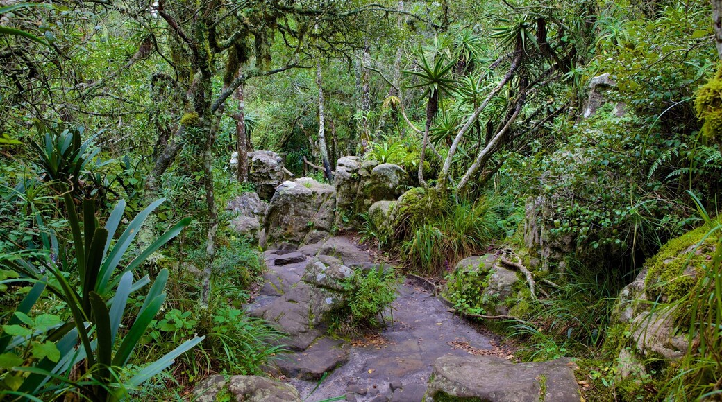 God\'s Window bevat regenwoud