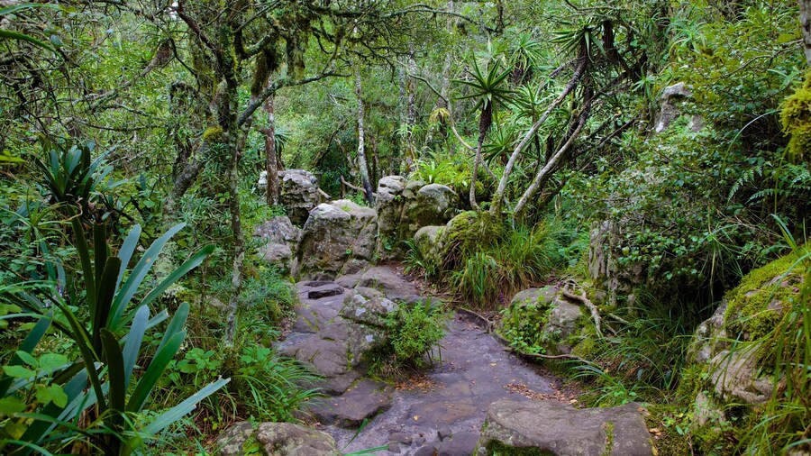 God\'s Window showing rainforest