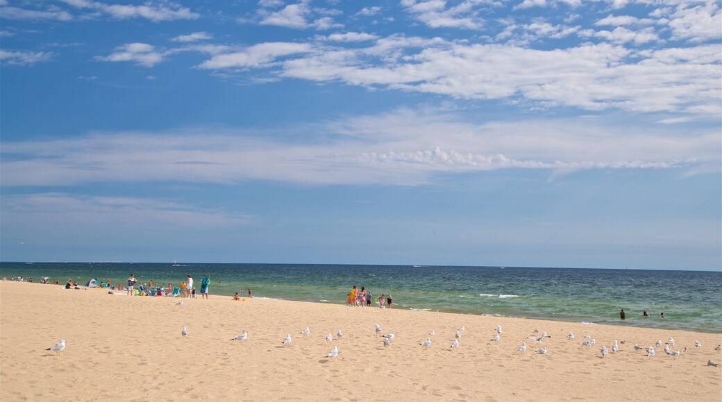 Playa Pere Marquette Park mostrando una playa, vida de las aves y vistas generales de la costa