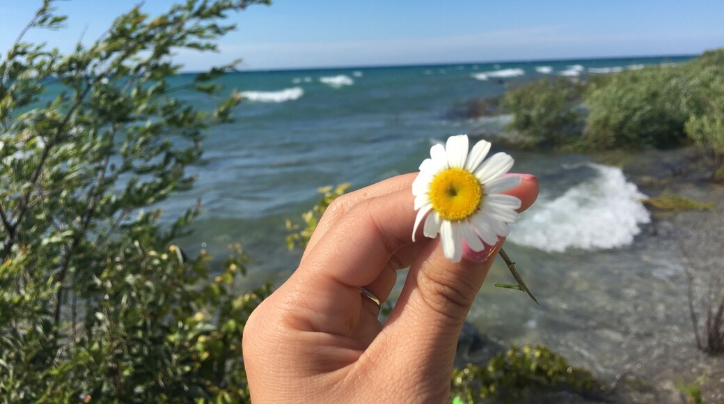 Summer days in pure Michigan.