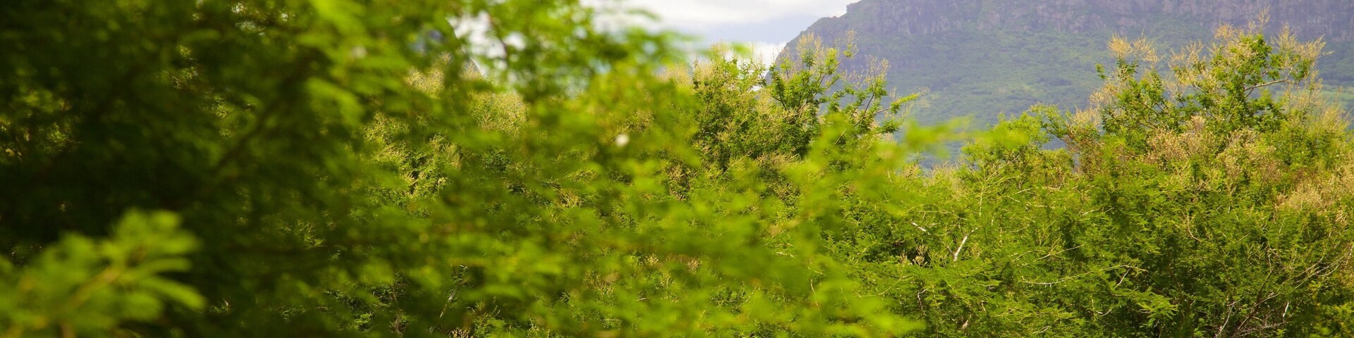 Pieter Both Mountain das einen ruhige Szenerie