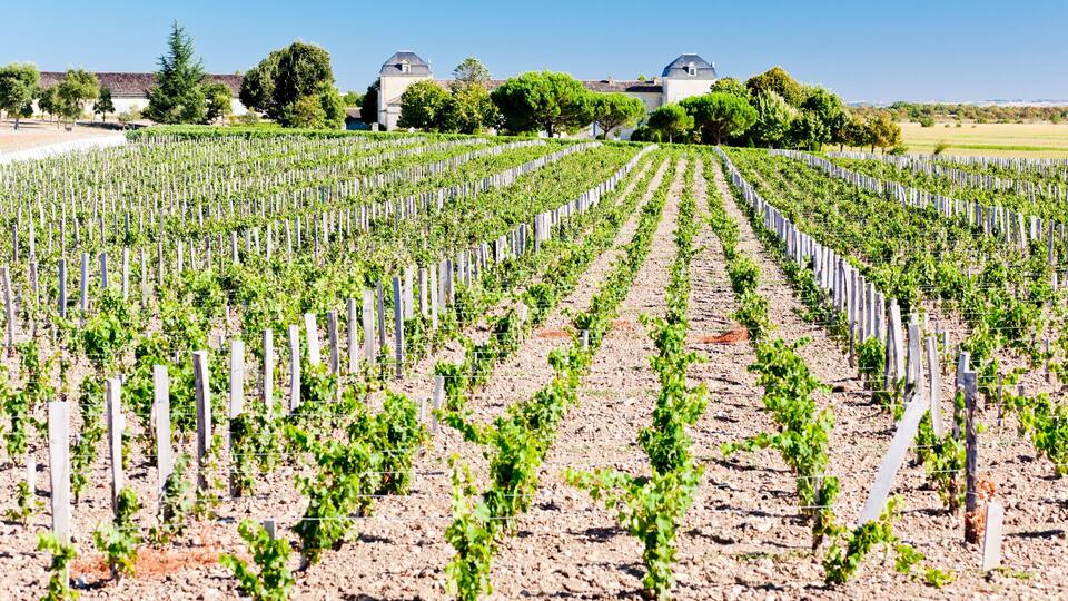 A vineyard with rows of grapevines, a building with a dome roof, and trees in the background.