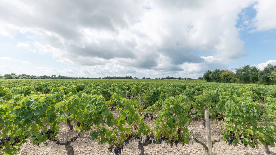 A vineyard with rows of grapevines under a cloudy sky.