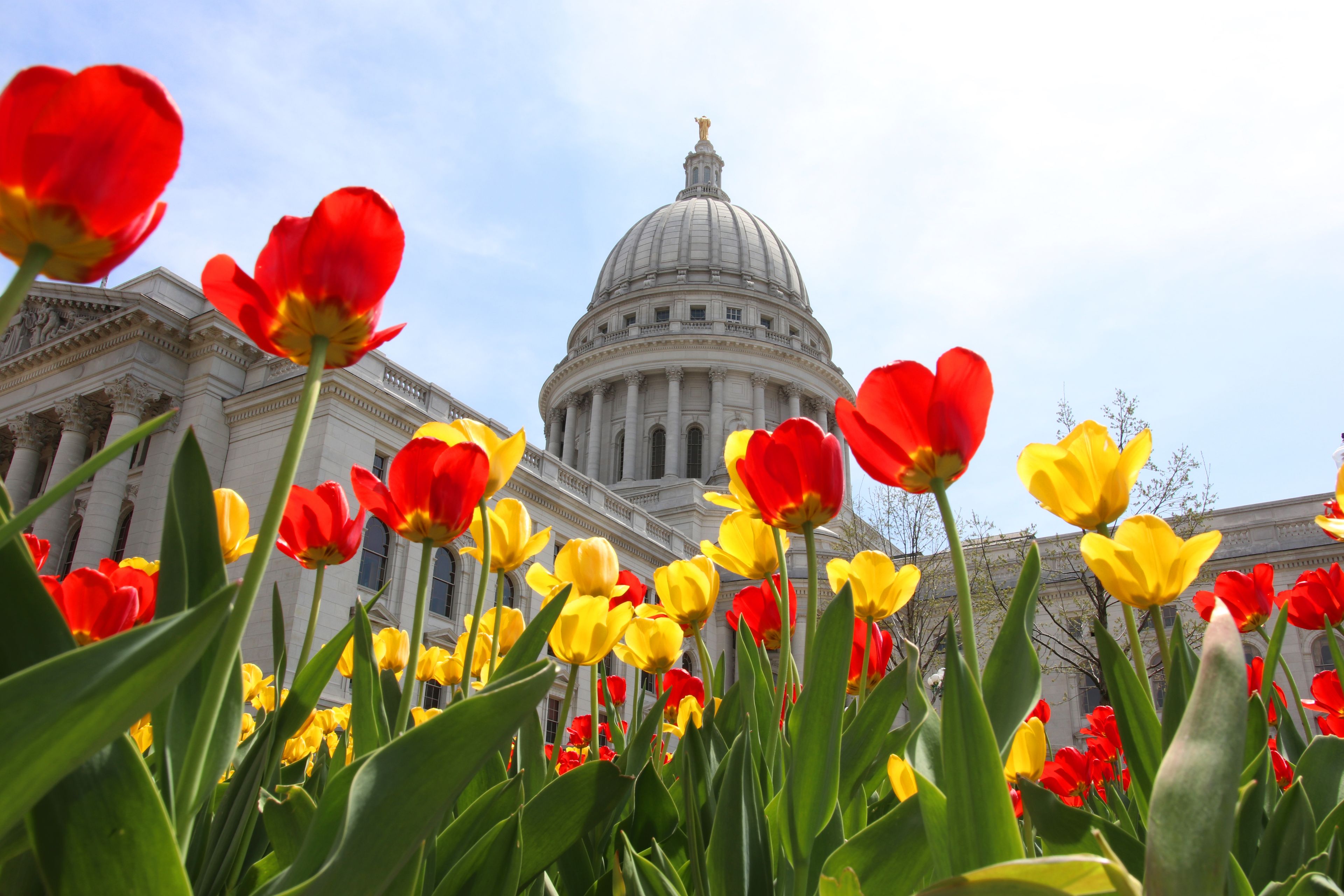 A large domed building with red and yellow tulips in the foreground.