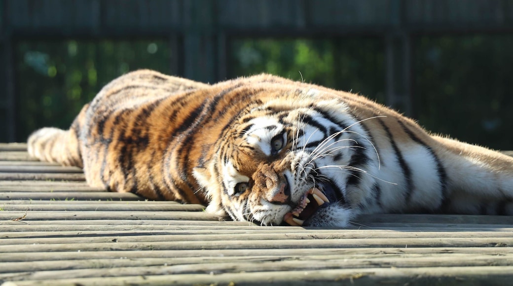 This tiger was snoozing until something caught it's eye it wasn't keen on! Either way you'll enjoy a marvelling at these big cats from the Tiger Cafe, it's worth waiting for a table. #Tiger #LifeAtExpedia