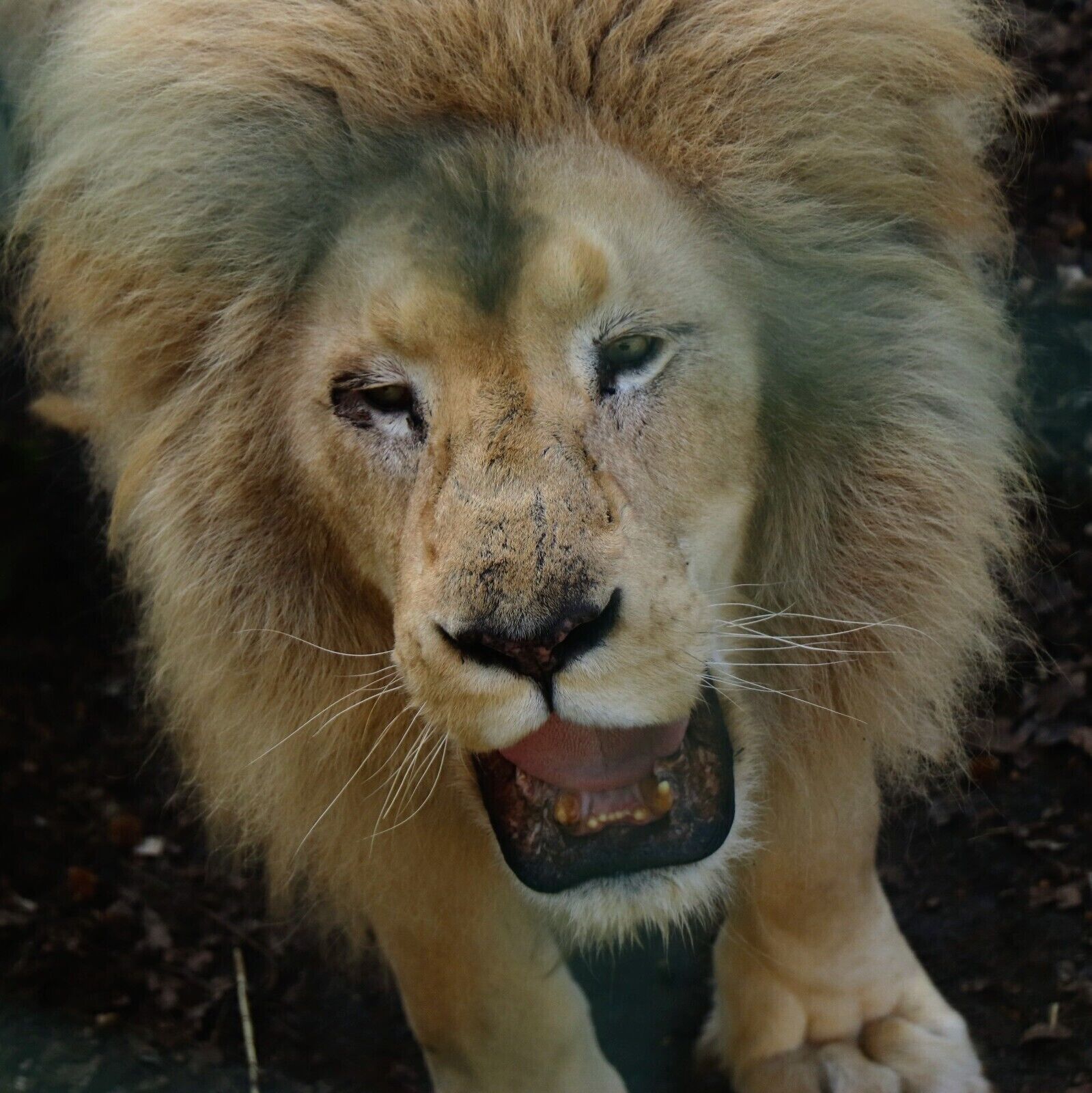 The king of the jungle, also the king of Broxbourne! I would argue with that face! They're getting a well deserved upgraded space in 2019 and I look forward to hearing more about the great conservation work this king helps #Lion #LifeAtExpedia