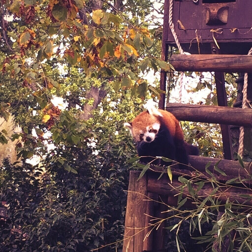 Red Panda at the Paradise Wildlife Park.
#nature #redpanda #england