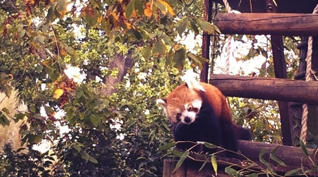 Red Panda at the Paradise Wildlife Park.
#nature #redpanda #england