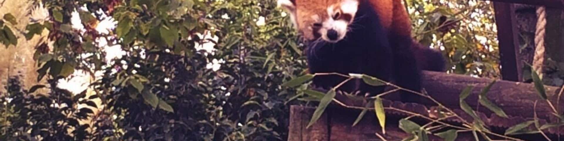 Red Panda at the Paradise Wildlife Park.
#nature #redpanda #england