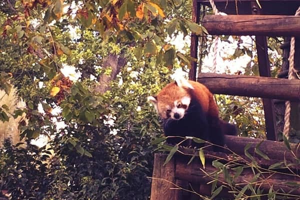 Red Panda at the Paradise Wildlife Park.
#nature #redpanda #england
