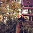 Red Panda at the Paradise Wildlife Park.
#nature #redpanda #england