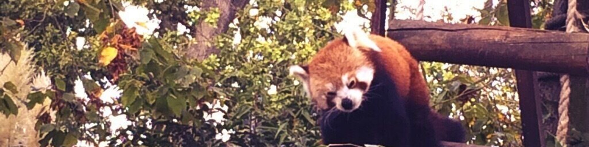 Red Panda at the Paradise Wildlife Park.
#nature #redpanda #england