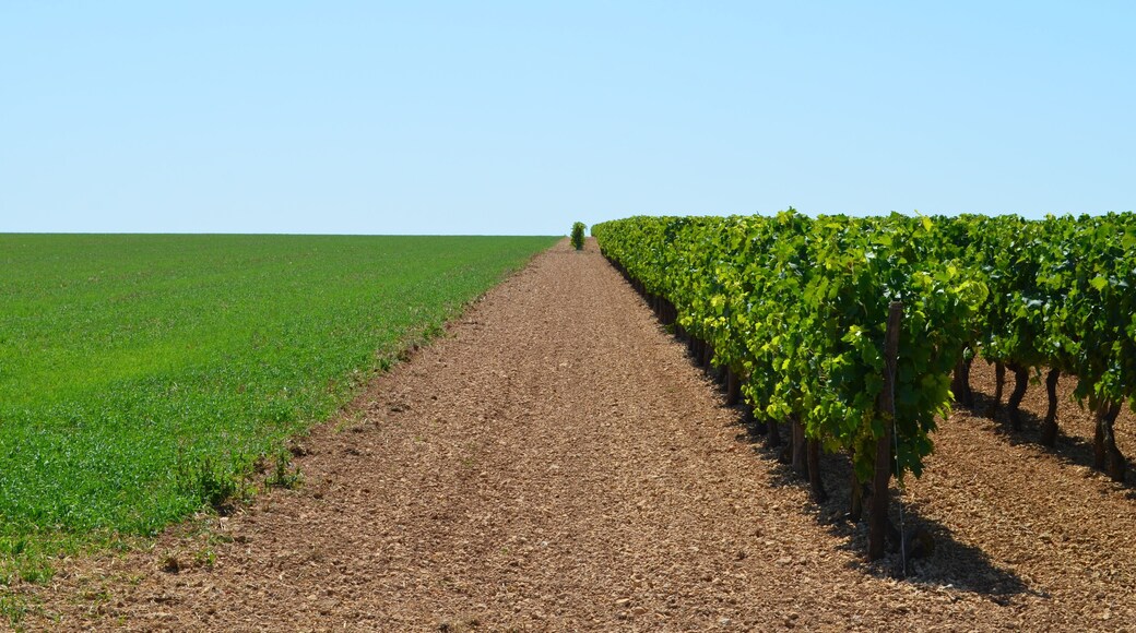 Saint-Jean-d’Angély