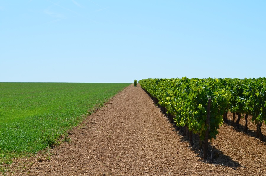 Paysage de la région d'Aulnay (Charente-Maritime - Nouvelle-Aquitaine - France)
