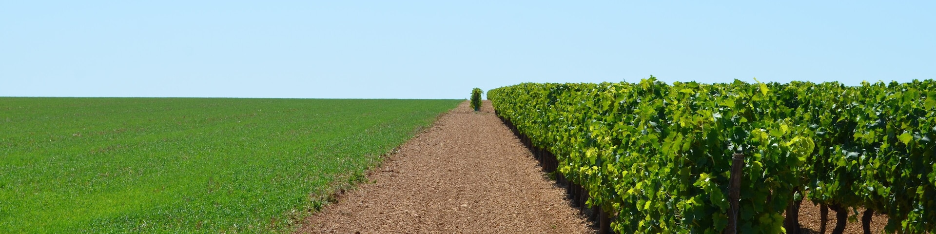 Paysage de la région d'Aulnay (Charente-Maritime - Nouvelle-Aquitaine - France)
