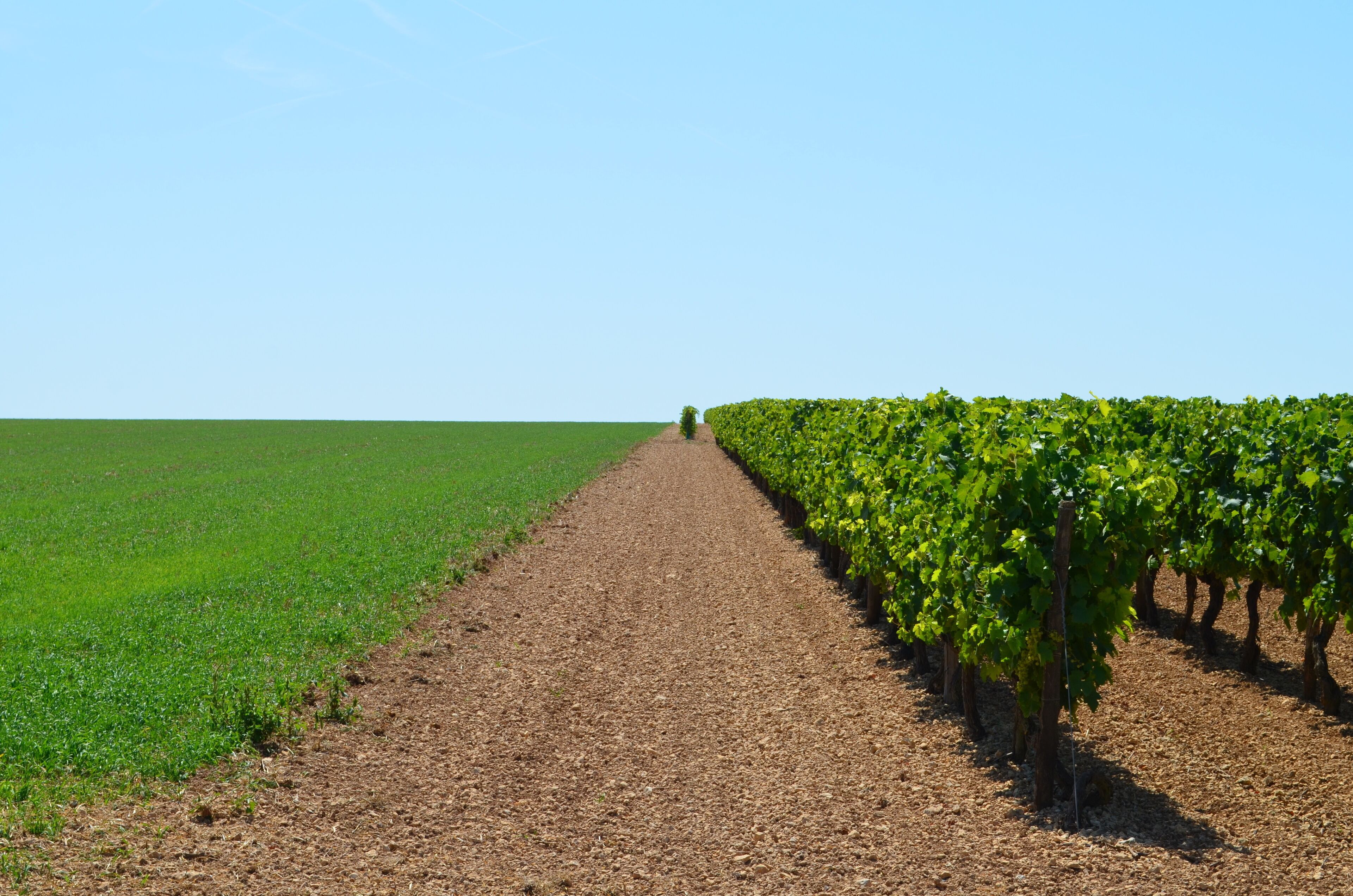 A vineyard with rows of grapevines and a green field in the background.