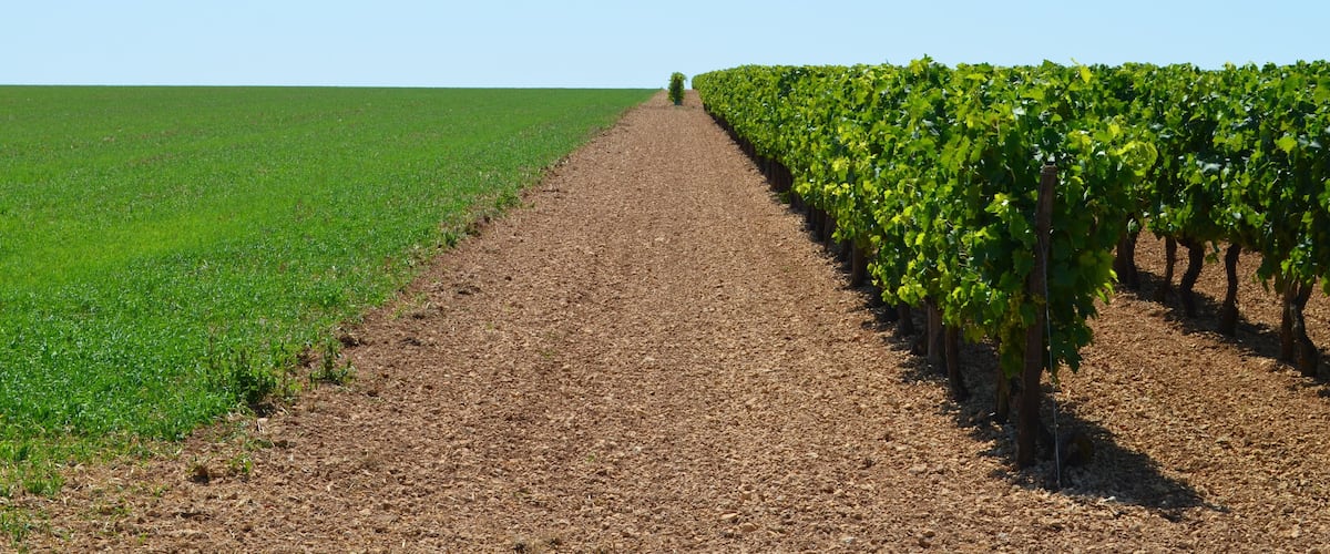 A vineyard with rows of grapevines and a green field in the background.