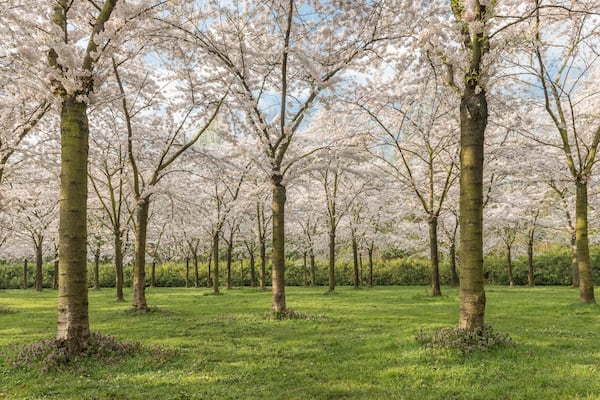 cherry blossom park in Amsterdam
