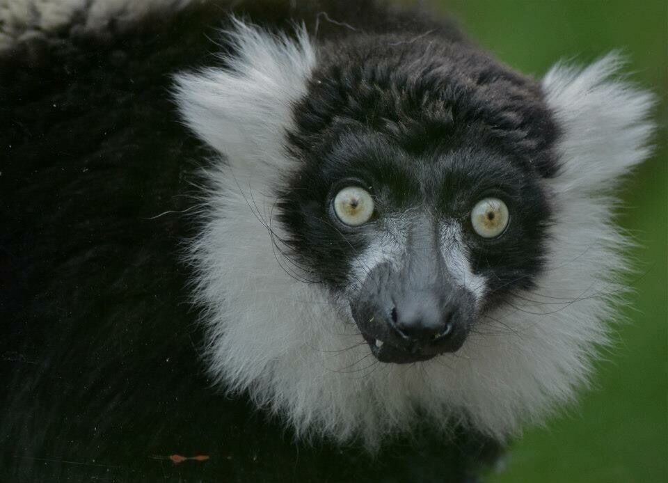 Taken at Twycross Zoo, UK.
#twycrosszoo #zoo #animallover #animal #wildanimal #lemur
