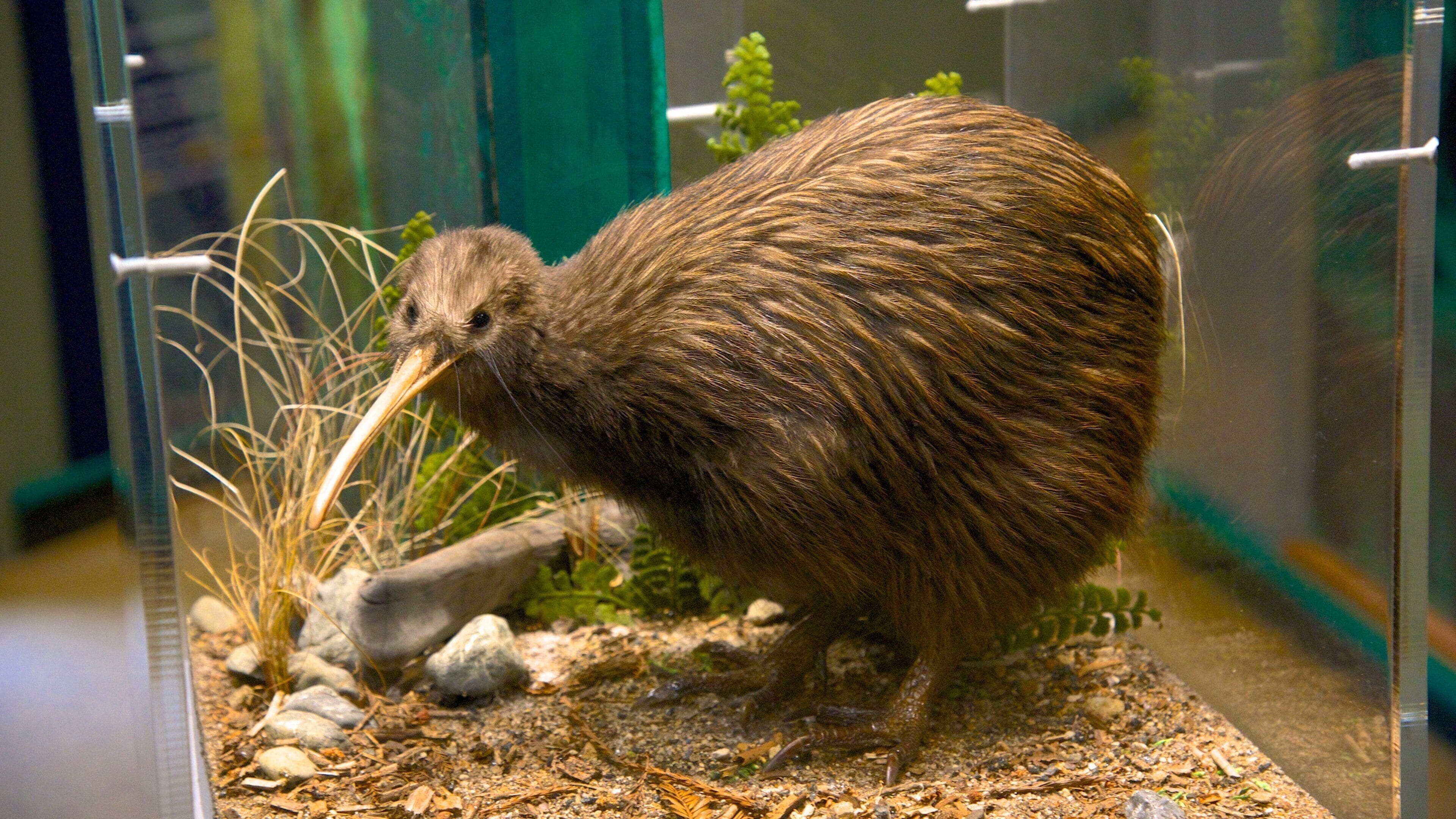 Rainbow Springs Kiwi Wildlife Park which includes animals