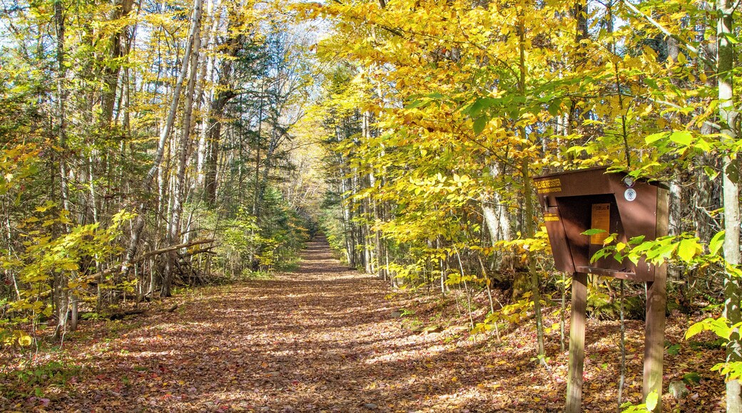 LakePlacid_BrewsterPeninsulaNatureTrails_6171030-2