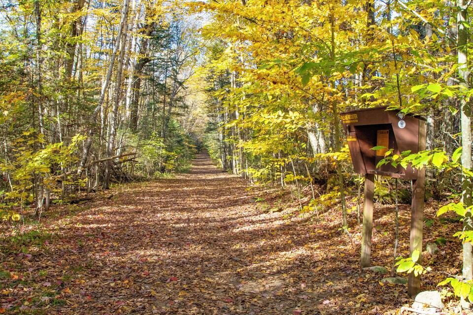 A forest path with a birdhouse on the right.