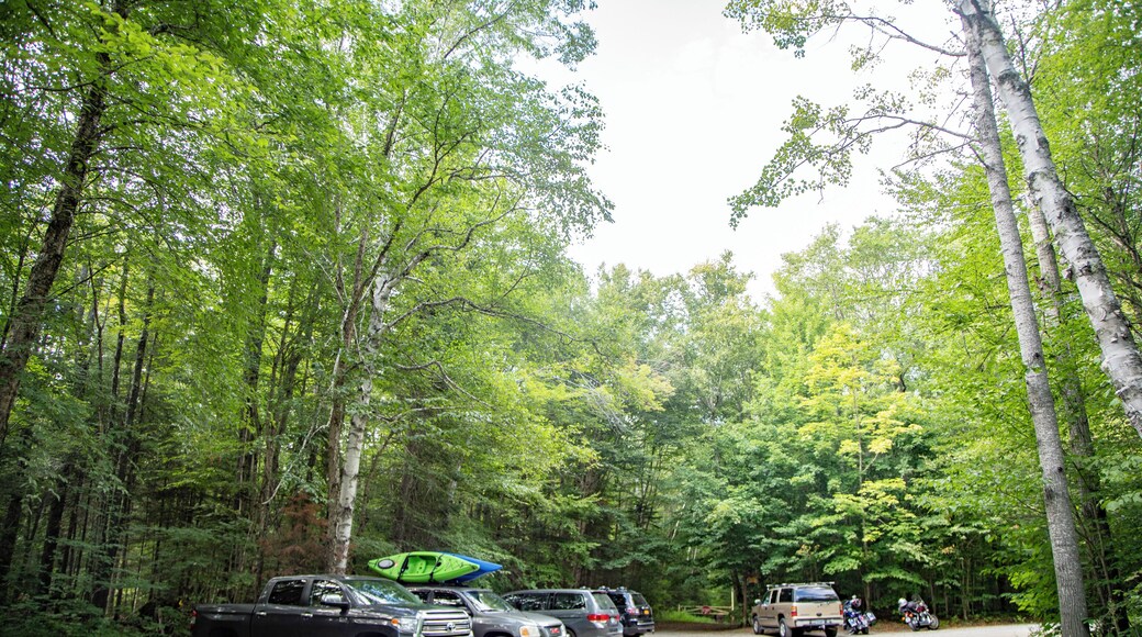 LakePlacid_BrewsterPeninsulaNatureTrails_6171030-1