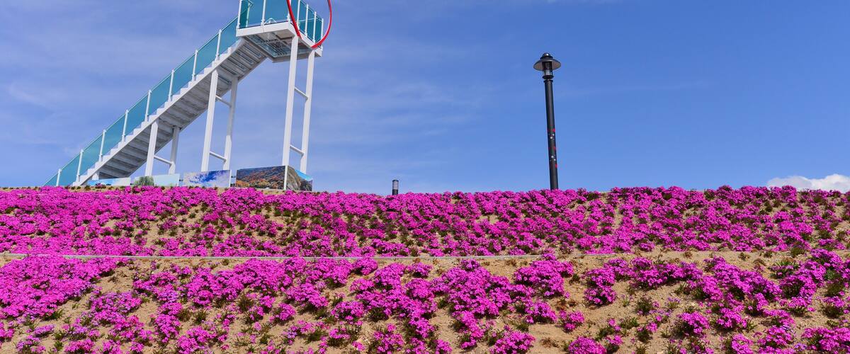 A staircase with a red heart-shaped frame, a street lamp, and a hillside covered in pink flowers.