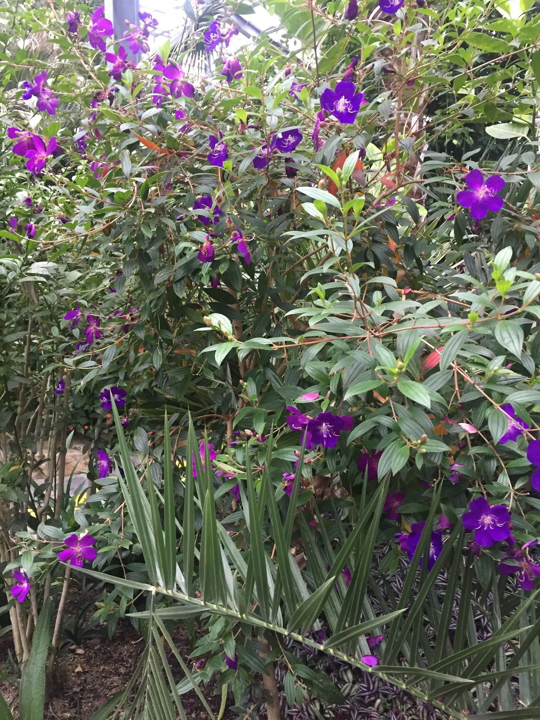 완도수목원 열대식물원