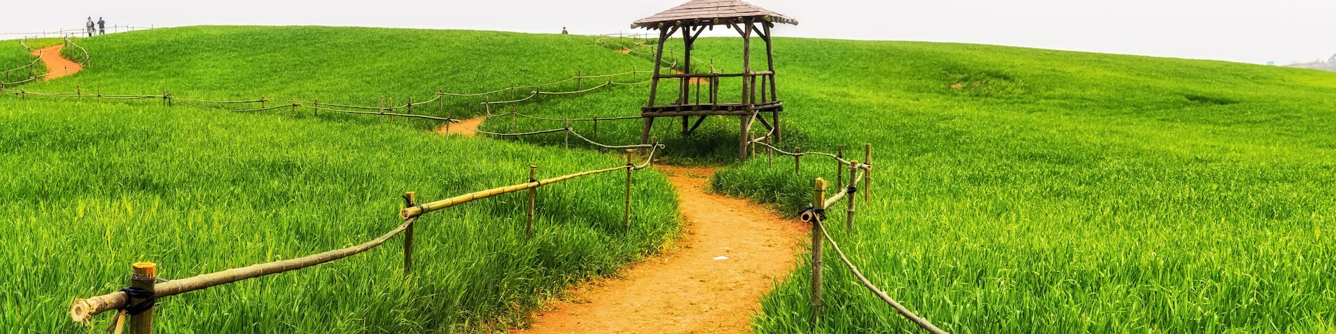 gochang barley field