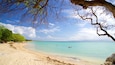 A beach with clear turquoise water, sandy shore, and a large tree with bare branches.