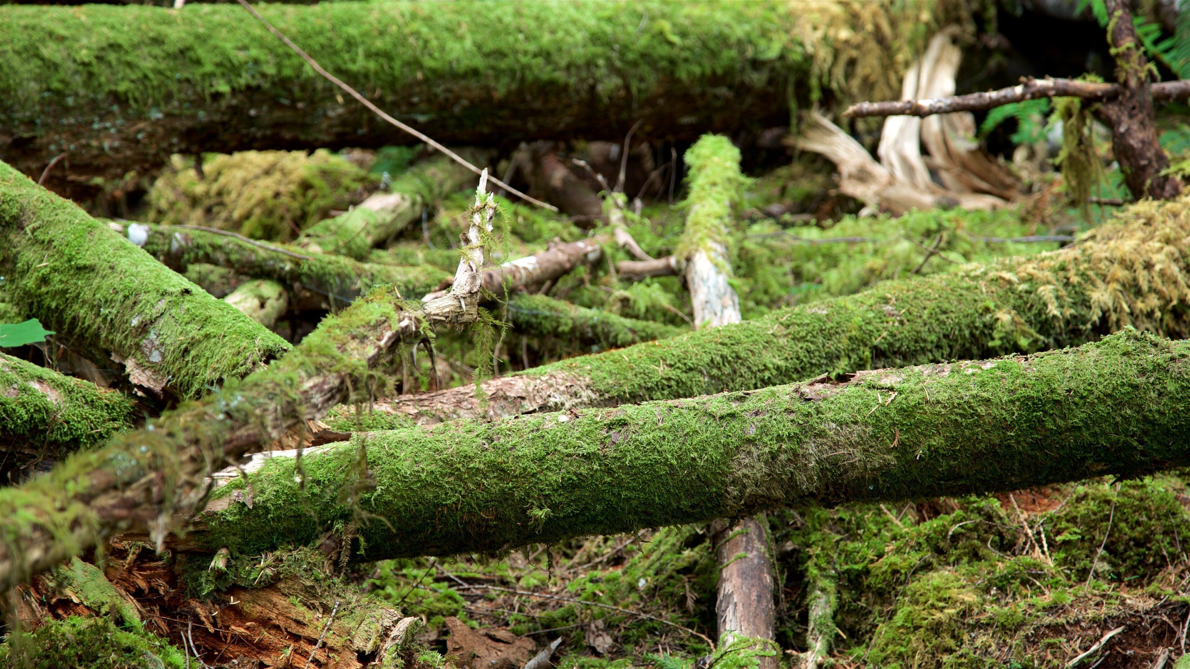 Parque Provincial de las Cuevas del Lago Horne que incluye bosques