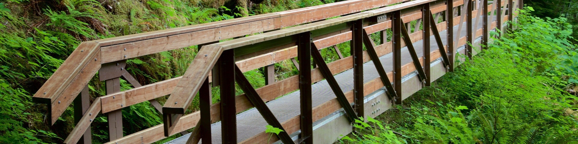 Horne Lake Caves Provincial Park featuring forest scenes and a bridge