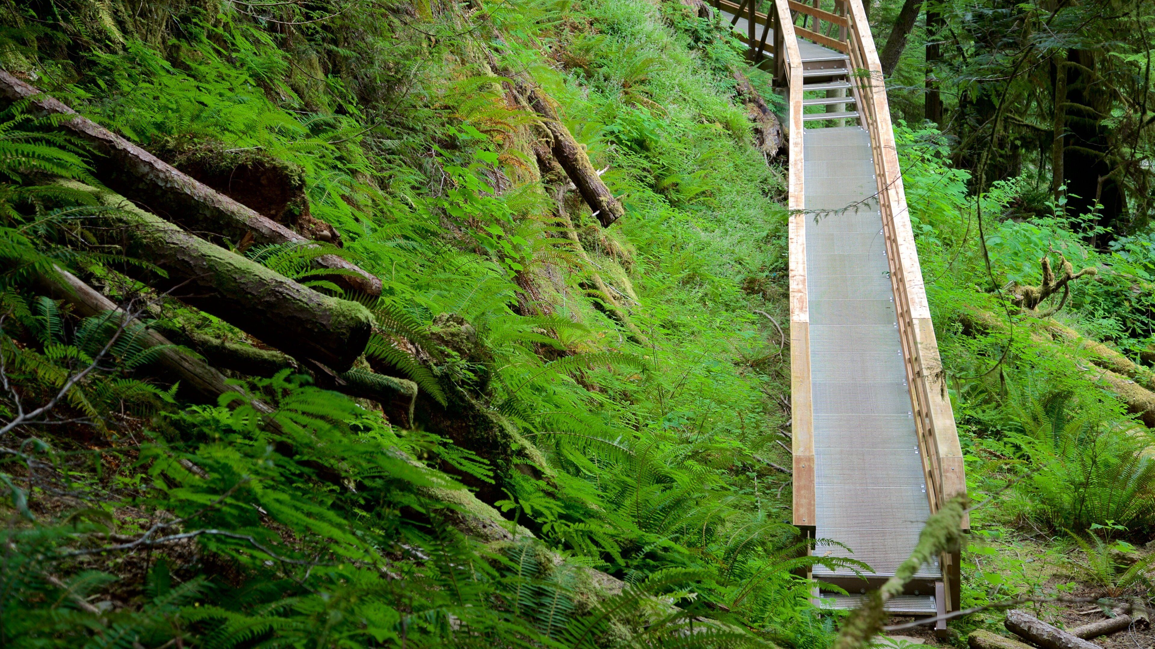 Horne Lake Caves Provincial Park johon kuuluu metsät ja silta