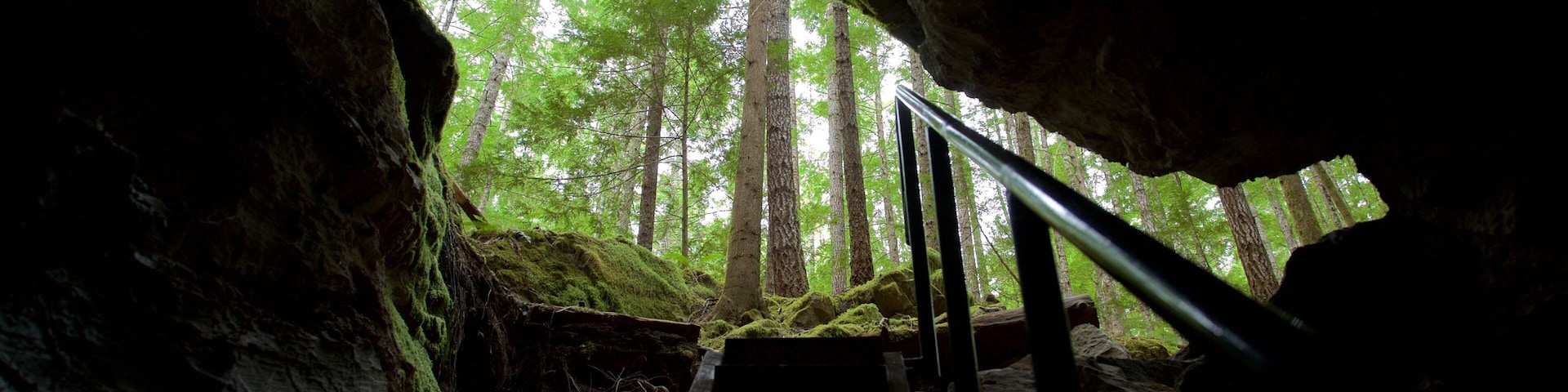 Horne Lake Caves Provincial Park qui includes spéléo et scÚnes forestiÚres