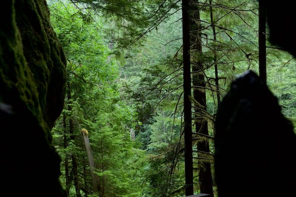 Horne Lake Caves Provincial Park mostrando cenas de floresta