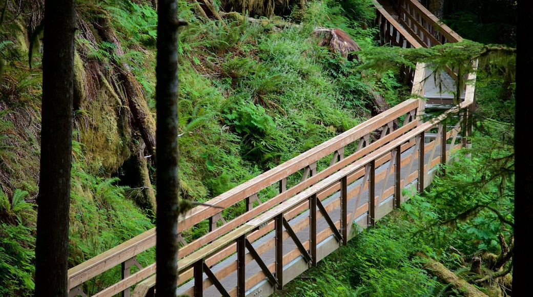 Horne Lake Caves provinspark som viser skog og bro