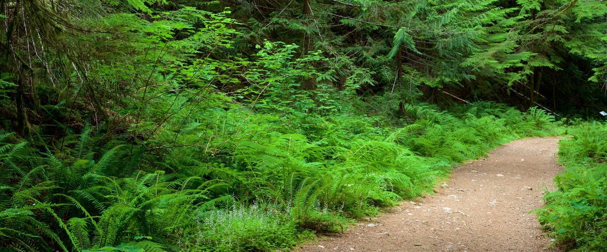 Horne Lake Caves Provincial Park featuring forest scenes