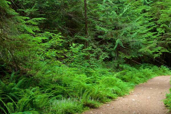 Horne Lake Caves Provincial Park som inkluderar skogar