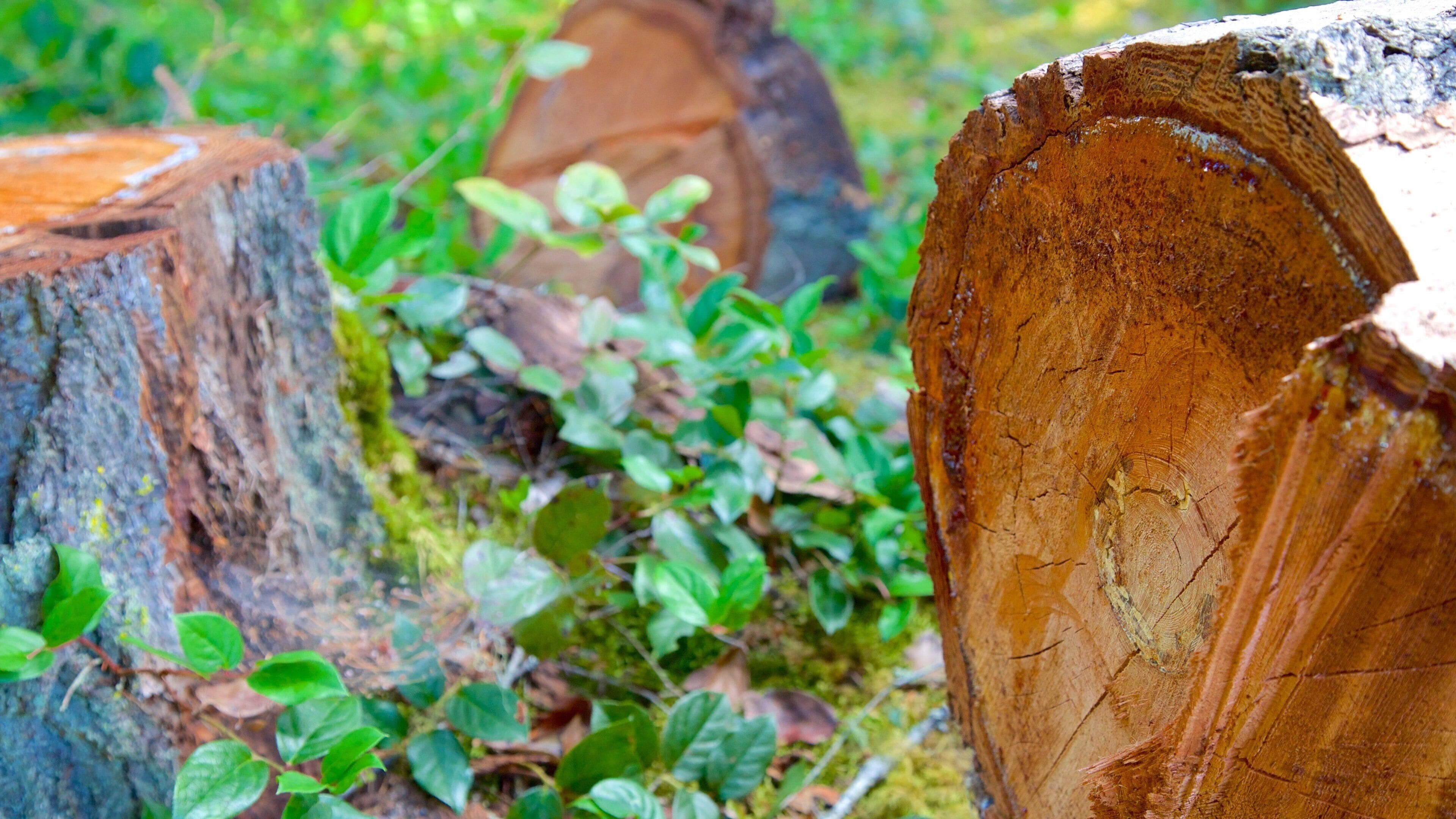 Công viên tỉnh Thác Little Qualicum