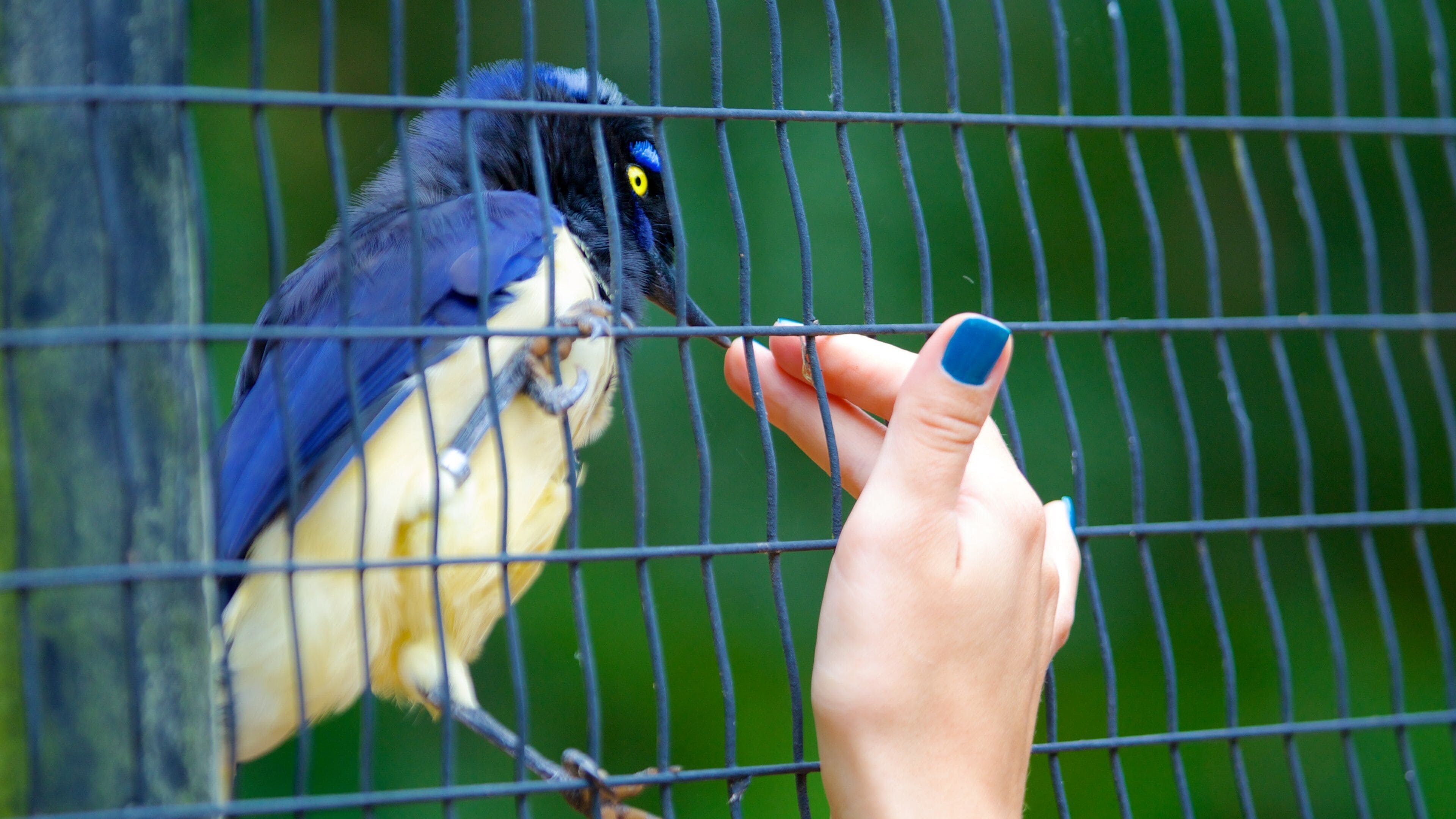 Bird Park featuring bird life and zoo animals