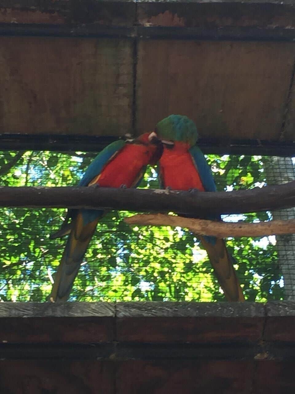 Araras ❤️ a couple for lifetime ❤️